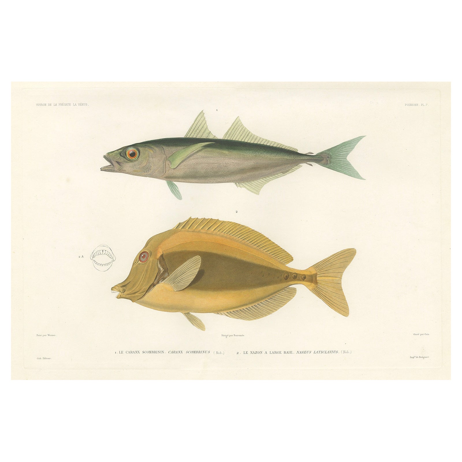 Mackerel Jack and Surgeonfish, Decorative Antique Sea Life Lithograph, 1846