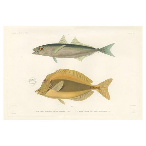 Mackerel Jack and Surgeonfish, Decorative Antique Sea Life Lithograph, 1846
