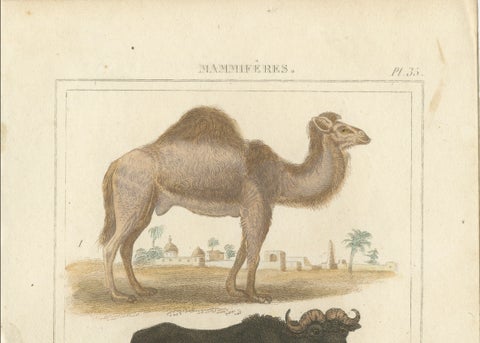 Buffon Dromedary Camel, Buffalo & Bison Hand-Colored Engraving, c.1835, close-up 2