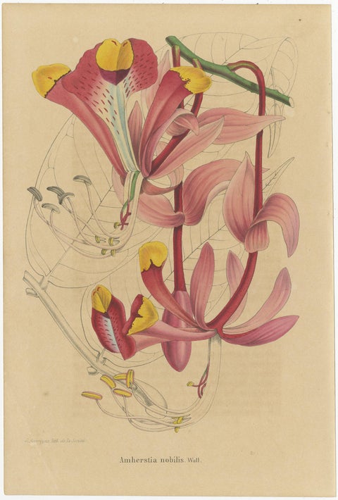 Set of 3 Antique Botany Prints, Mirbelia, Neomarica Northiana, Amherstia, 1849, view 4
