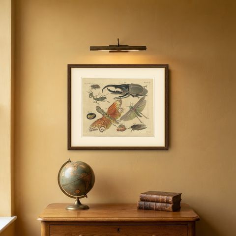 Hercules Beetle and Lantern Fly, Antique Bertuch Print, Vienna, circa 1805, shown framed on a wall
