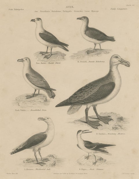 Antique Print of the Wandering Albatross, Blackbacked Gull and other Birds, view 3