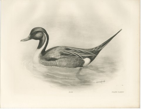 Pintail Drake Swimming, Plate CLXXIV after Lilian Medland, c. 1909, view 2