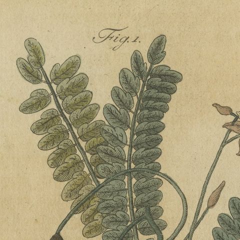 Tamarind and Pistachio Nut Tree, Antique Bertuch Print, circa 1805, close-up 4