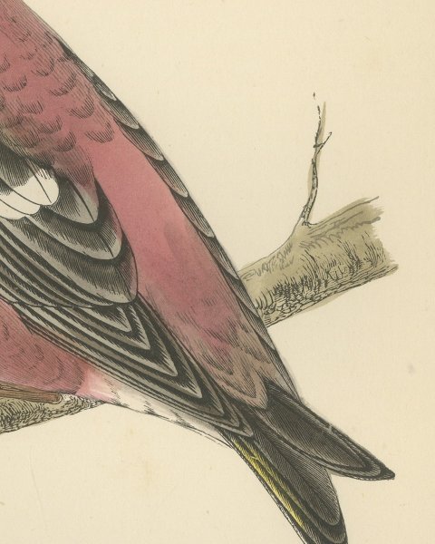 Two Barred Crossbill on a Leafy Branch, Morris Bird Plate, 1896, close-up 2
