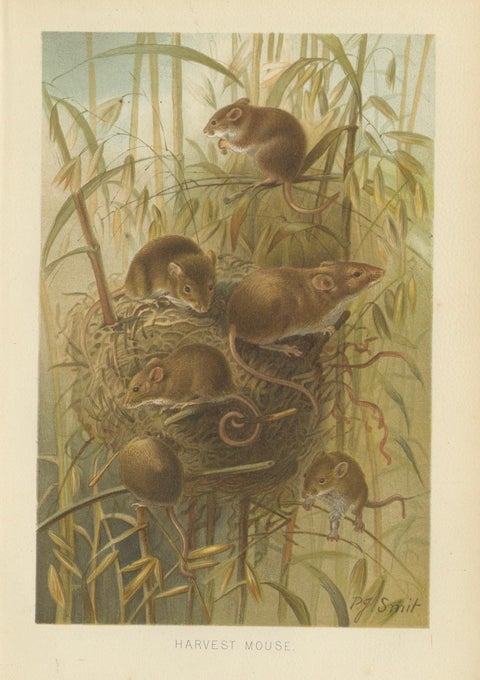 Harvest Mouse, Antique Natural History Chromolithograph, 1894, close-up 1