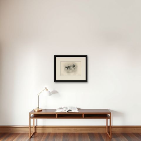 Wigeon, Antique Bird Print after Lilian Medland, circa 1909, shown framed on a wall