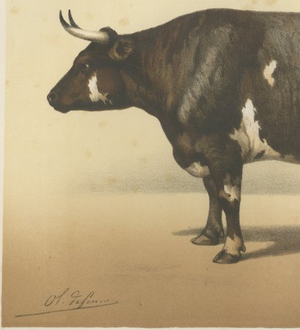 Normandy Ox, French Cattle Breed, Antique Chromolithograph by Borie, 1863, close-up 2