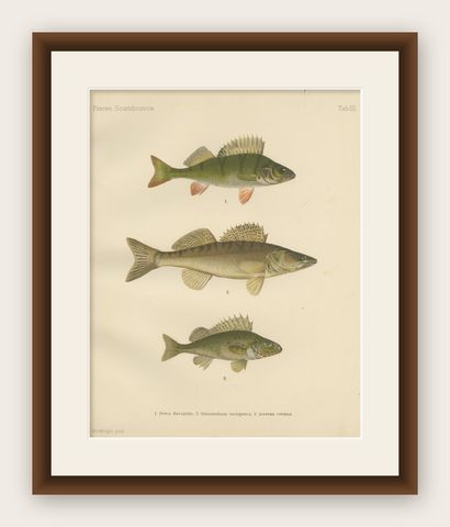Perch, Pike-Perch, and Ruffe - Majestic Scandinavian Fish Lithograph, 1895, shown framed
