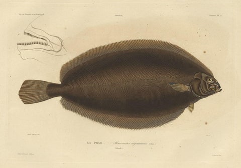 Old Rare Fish Print of the Witch Flounder or Torbay Sole, 1842, close-up 1
