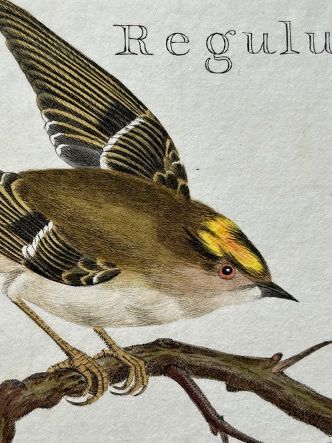 Antique Bird Print of the Goldcrest by Sepp & Nozeman, 1797, view 7