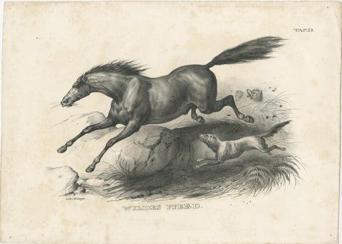 Original Antique Print of a Wild Horse, view 2