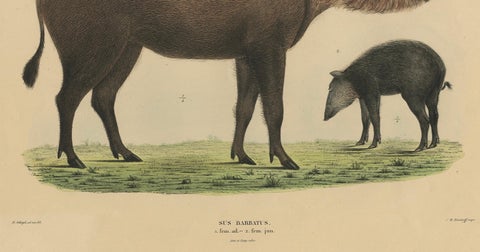 Rare Exotic Animal Print, Bornean Bearded Pig, Hand-Coloured, 1839, close-up 1