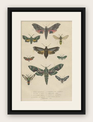 19th Century Lepidoptera: An Illustrated Compendium of Moths and Butterflies, shown framed