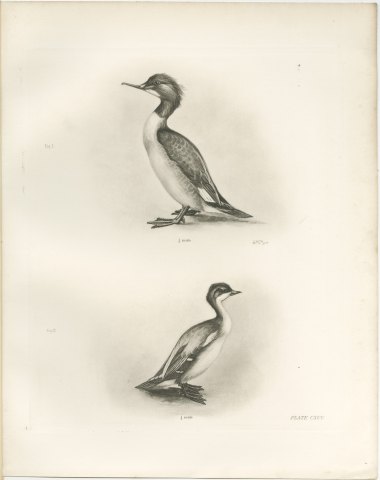 Female Goosander and Female Smew, Plate CXCV after Lilian Medland, c. 1909, view 2