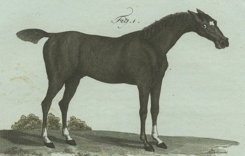 1802 Hand-Colored Print of English Racing Horse and Race Track Scene, close-up 2