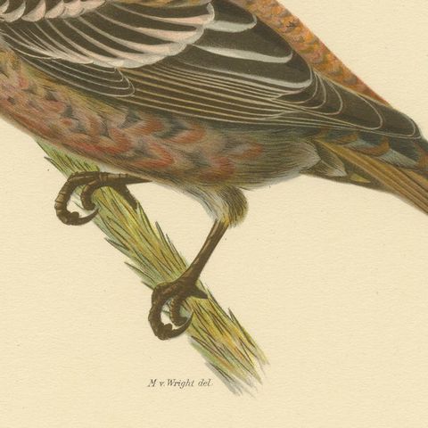Perched Elegance: A 19th Century Lithograph of the Pine Grosbeak Bird, 1929, close-up 5