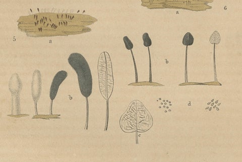 Fungal Forms: Illustrations of Mycological Diversity, 1845, close-up 1