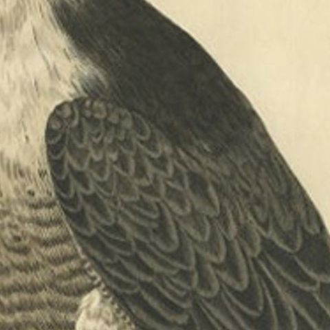 Antique Bird Print of The Peregrine Falcon by Sepp & Nozeman, 1829, close-up 1