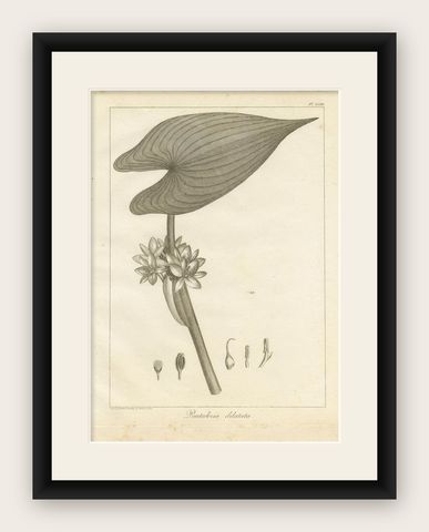Antique Print of the Royal Pickerel Plant by Symes, 1800, shown framed