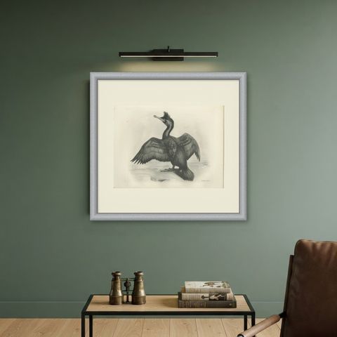 Shag, Antique Bird Print after Lilian Medland, circa 1909, shown framed on a wall