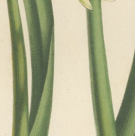 Antique Flower Lithograph of Purple and Yellow Wilcannia Lilies, 1856, close-up 2