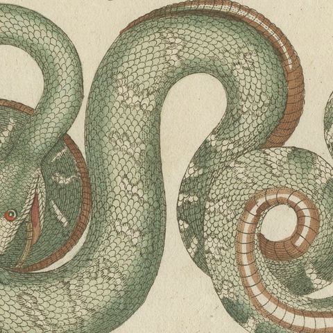 Two Patterned Snakes in Coils, Antique Bertuch Print, Vienna, circa 1805, close-up 1