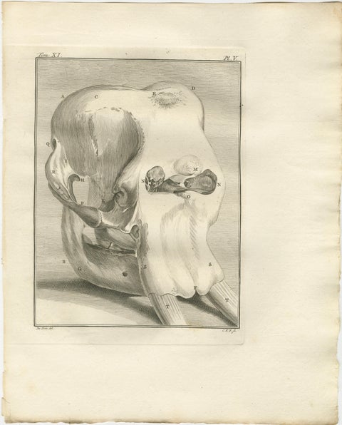 Sophisticated Elephant Anatomy Wall Set, Original Buffon Engravings, 1769, view 6