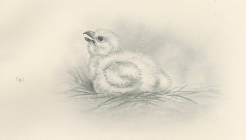 Adult Sparrowhawk and Chicks Antique Bird Prints, Set of Two, circa 1908, close-up 1