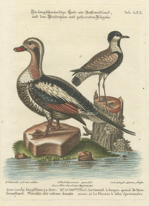 Engraving of the Long-Tailed Duck and Spur-Winged Lapwing by Seligmann, ca.1770, close-up 5