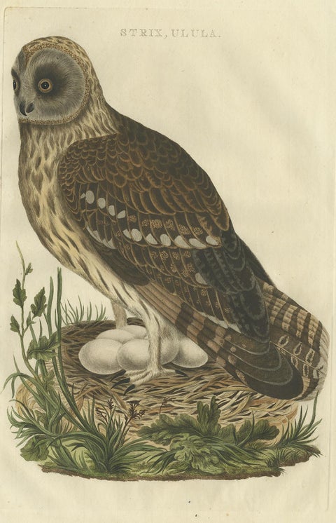 Strix Ulula, Hand-Coloured Engraving of Short-Eared Owl with Eggs, 1770–1829, view 2