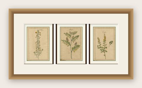 Antique Floral Botanicals, Natrix, Astragalus & Cytisus, Leipzig 1690s, shown framed
