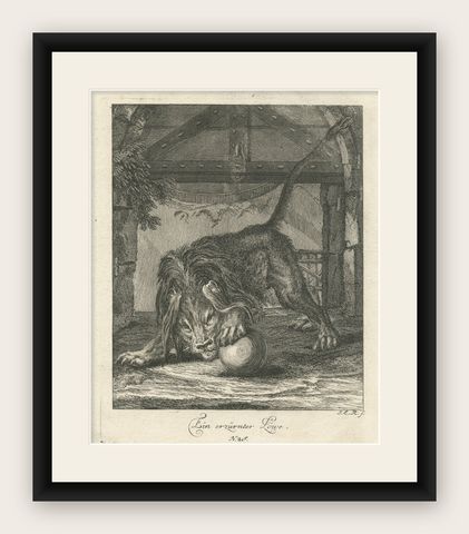 Original Antique Print of an angry Lion, shown framed