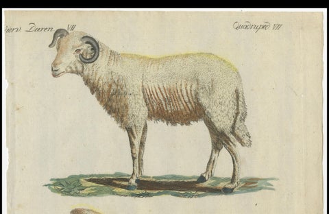 Patina Rich Hand Colored Antique Print of a Sheep and Ram, circa 1820, close-up 2