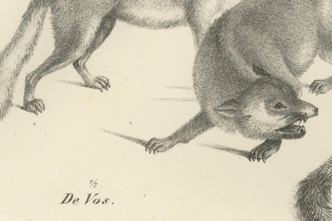 19th-Century Lithograph of Foxes, Fennec Fox, and Senegal Jackal in the Wild, close-up 3