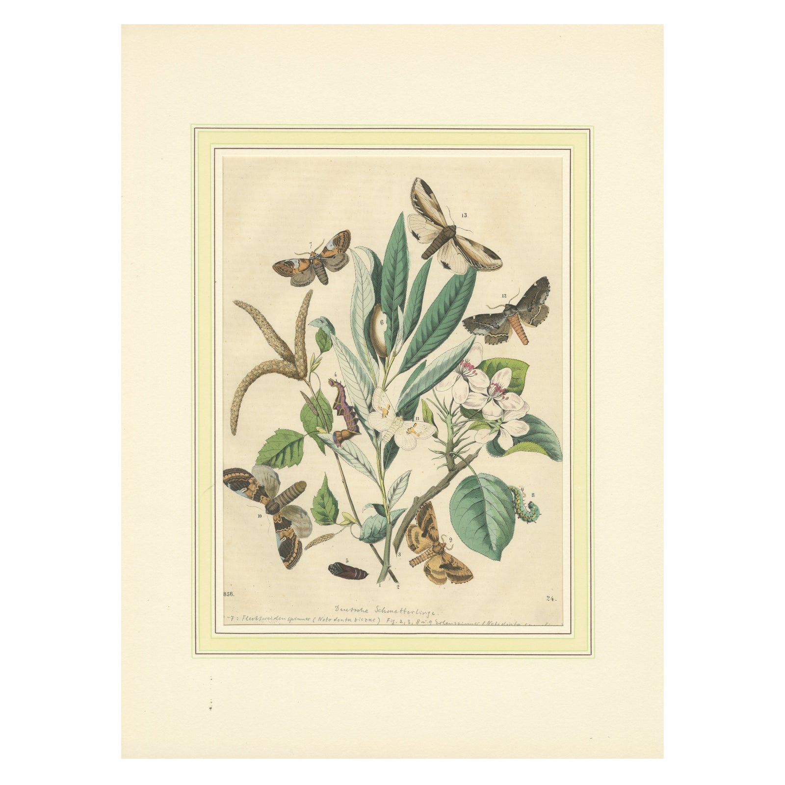 Wings of the Night: Hand-Colored 1856 Litho of Exotic Moths and Their Life Cycle