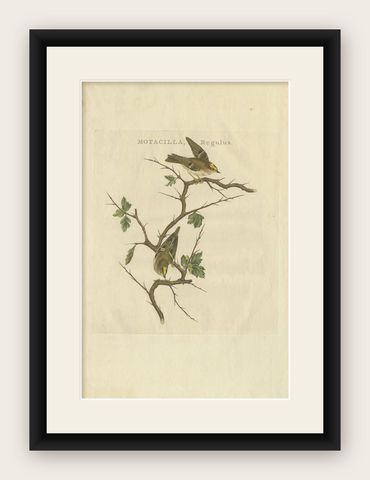 Antique Bird Print of the Goldcrest by Sepp & Nozeman, 1797, shown framed