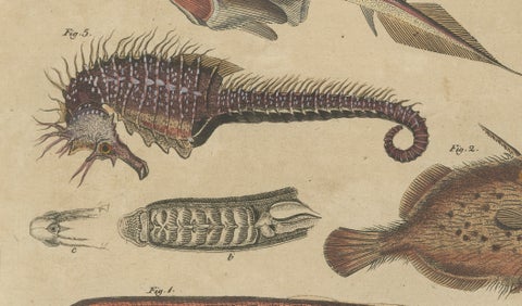 Antique Seahorse, Frilled Shark & Curious Fish Engraving, Bertuch, 1821, close-up 2