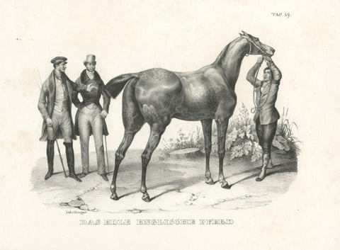 Original Antique Print of an English Horse, view 3