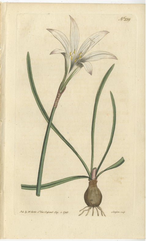 Set of 2 Antique Botany Prints, Alpine Wall-Cress, Atamasco Lily, view 3