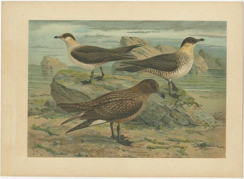 Set of Six Antique Chromolithographs of Seabirds, Gulls, Terns & Skuas, c.1890, view 7