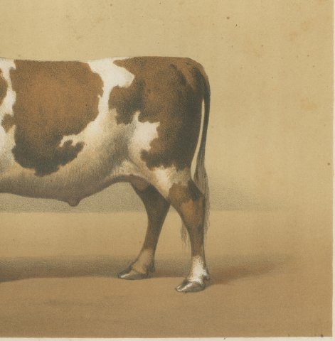 Breton Ox, French Cattle Breed, Antique Chromolithograph by Borie, 1863, close-up 3