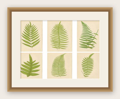 Rare Victorian Tropical Fern Lithograph Collection by E.J. Lowe, 1856, shown framed