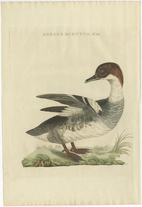 Male Common Merganser Antique Bird Print by Sepp & Nozeman, circa 1809, view 2