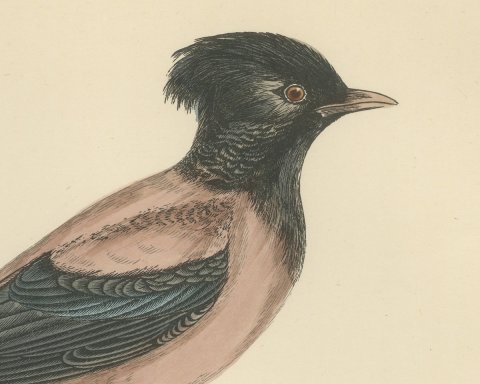 Rose Colored Pastor or Rosy Starling, Antique Hand Colored Print, 1896, close-up 1