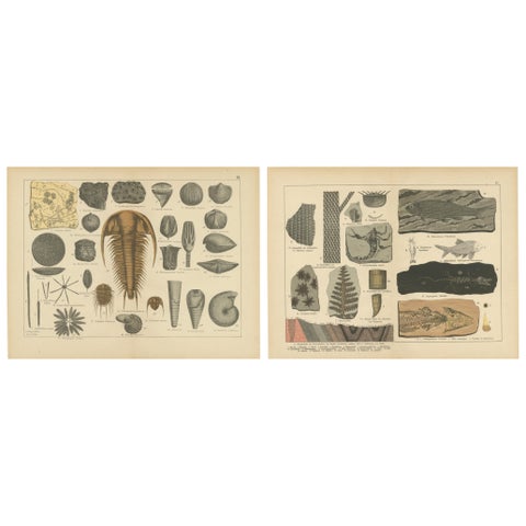Decorative Antique Fossil Prints, Trilobites, Crinoids & Coal Measures, 1880