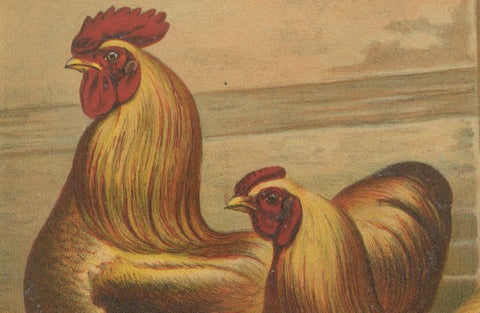The Majestic Golden Cochinchina: A Rare 19th-Century Poultry Lithograph, close-up 4