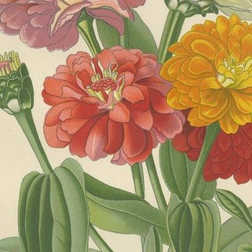 Antique Botanical Prints Trio: Immortelles, Youth and Age, Sunflower, 1897, close-up 2
