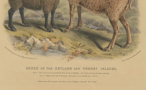 Old Lithograph of Ewe, Ram and Lamb of the Zetland and Orkney Islands - 1842, close-up 1