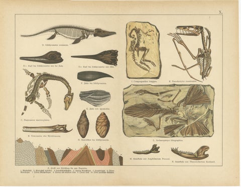 Antique Fossil Plates, Ammonites, Ichthyosaurus, Archaeopteryx, c.1880, view 3